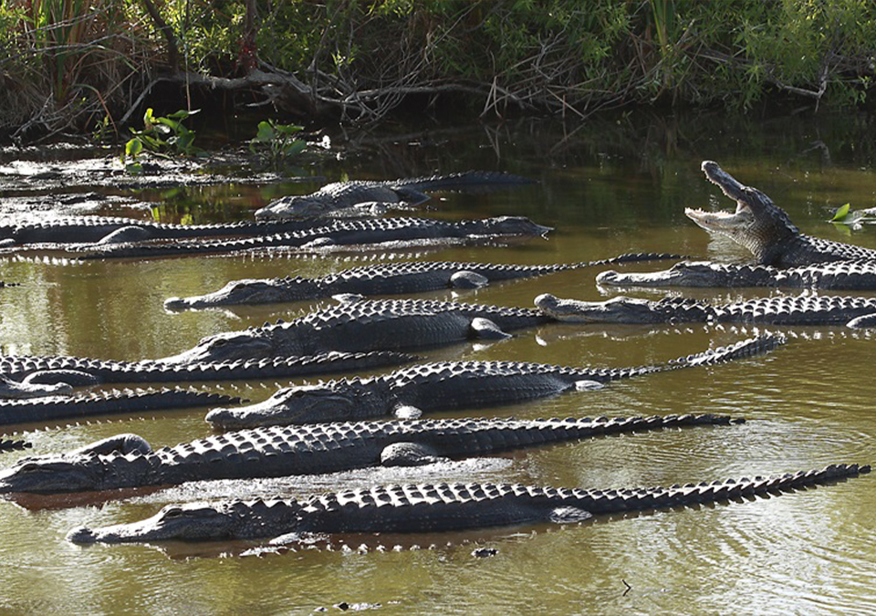 Picture of alligators in the Florida Everglades