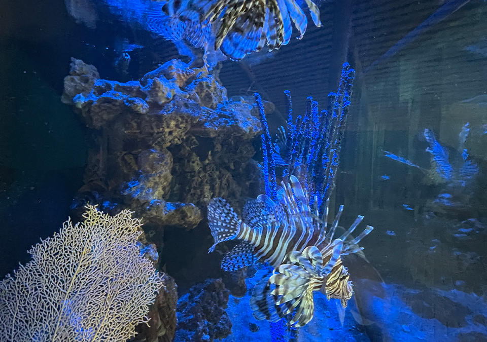 Picture of fish in an aquarium in Key West, FL